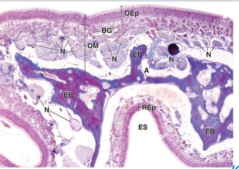 Histology Respiratory Flashcards Quizlet