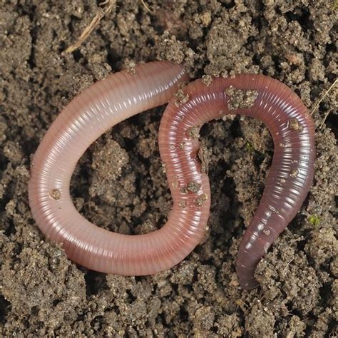 Earthworms Artofit