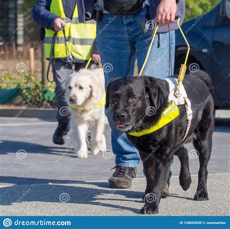 Guidance Dogs For The Blind Stock Image Image Of Visually Helpfull