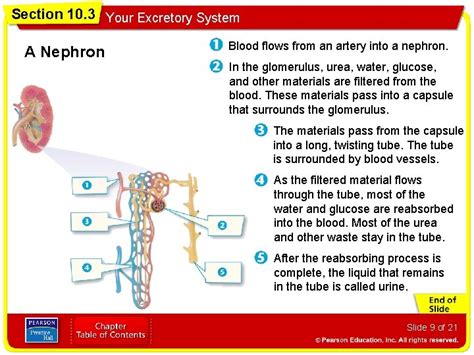 Section 10 3 Your Excretory System Organs Of