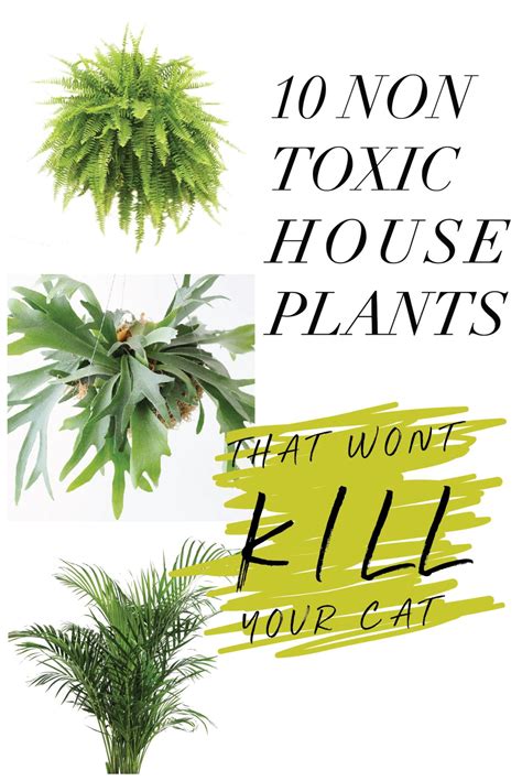 10 Non Toxic Houseplants That Won’t Kill Your Pretty Kitty » Jessica