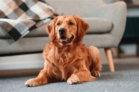 Relaxed Cute Golden Retriever Dog Is Indoors In The Domestic Room Lying