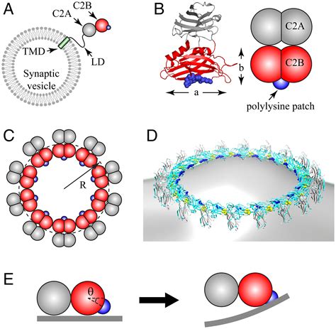 Synaptotagmin Rings As High Sensitivity Regulators Of Synaptic Vesicle