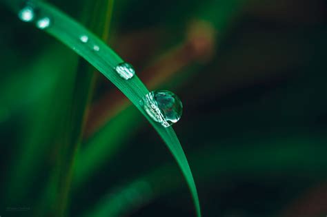 Wallpaper Nature Grass Water Drops Green Dew Leaf Flower Drop