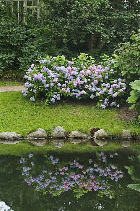 Blomster Hvite Fotografi Makro Hvite Blomster Foto Latar Belakang Dan