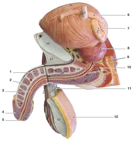 Reproductive System Pt Diagram Quizlet