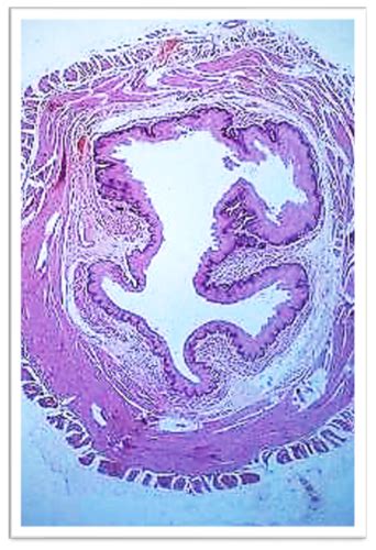 Microanatomy Of Gi Tract Flashcards Quizlet