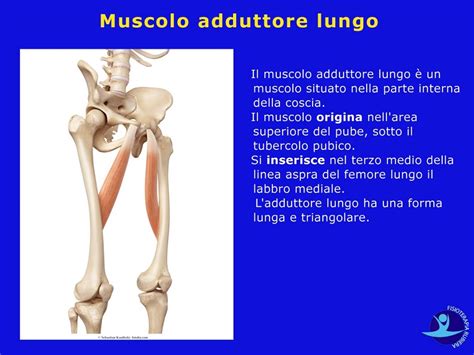 Muscoli Adduttori Della Coscia Anatomia E 5 Esercizi