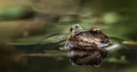 Can These Frogs Survive After Freezing In Winter