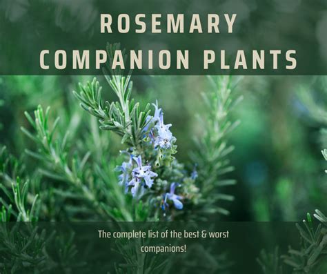 10 Best Companion Plants To Grow With Rosemary