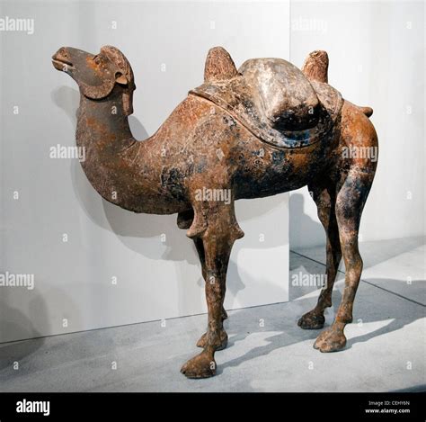 Tang Dynasty Camel Hi Res Stock Photography And Images Alamy