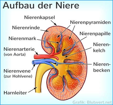 Nephron Funktionseinheit Der Niere