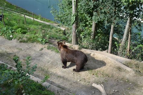 Lugares Y Rincones De Europa El Parque De Los Osos En Berna Suiza