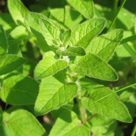 Seeds For Italian Oregano Origanum Vulgare Amkha Seed