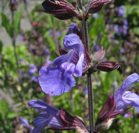 Bestandsalvia Officinalis Flower Wikipedia