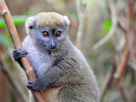 A Fluffy Gentle Lemur Eastern Lesser Bamboo Lemur Aka Gra Flickr