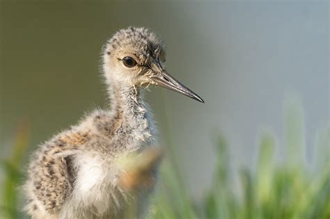 Black Winged Stilt Echasse Blanche Himantopus Himantop Flickr