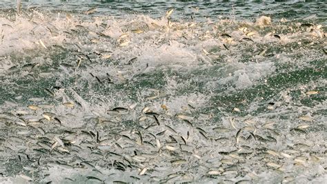 Florida seasons: mullet, lobster, alligator, hurricane, red snapper