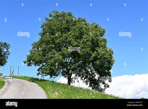 Karpaten Walnuss Juglans Regia Fotos Und Bildmaterial In Hoher