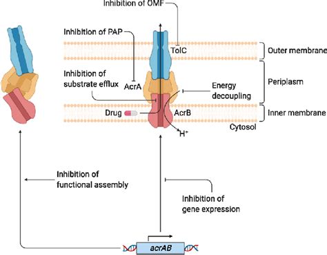 Schematic Diagram Of The Different Mechanisms Of Action Of Efflux