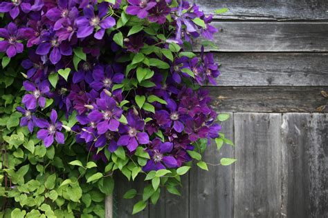 5 Stunning Climbing Plants For Trellises Arbors And Archways