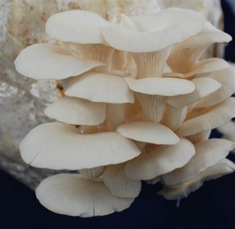 White Oyster Mushrooms