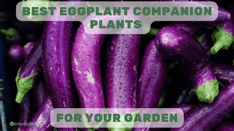 Best Eggplant Companion Plants For Your Garden