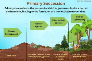 Primary Succession Definition and Examples