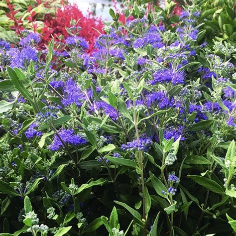 Blue Mist Bluebeard Caryopteris X Clandonensis Blue Mist Garden