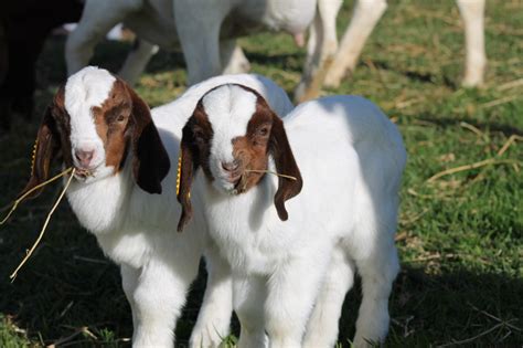 Boer Goat