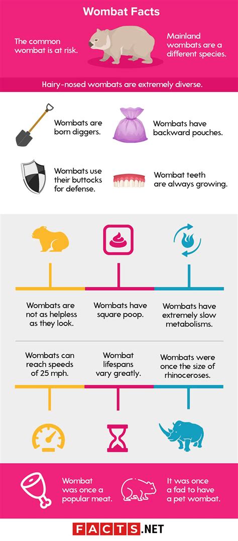 Top 15 Wombat Facts - Diet, Habitat, Species & More - Facts.net