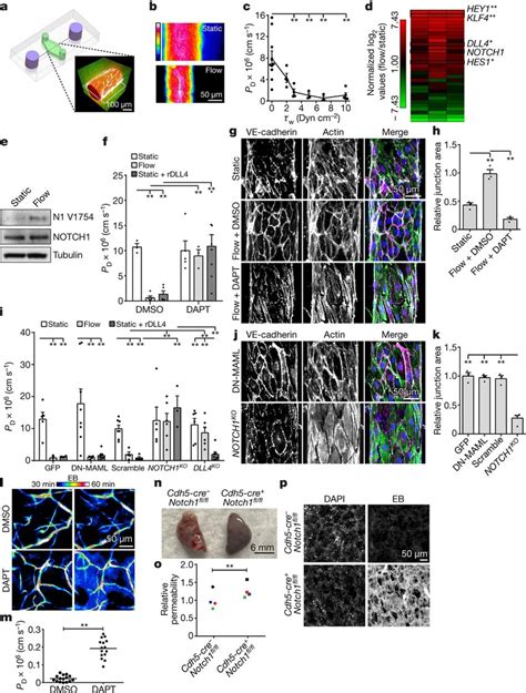 Notch Regulates Shear Stress Induced Vascular Barrier Function A