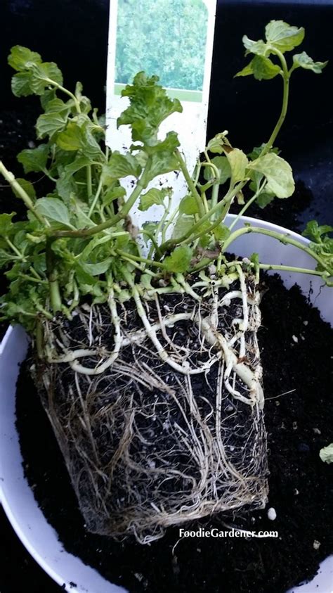 Mint Plant Roots Girdled Foodie Gardener Blog The Foodie Gardener™