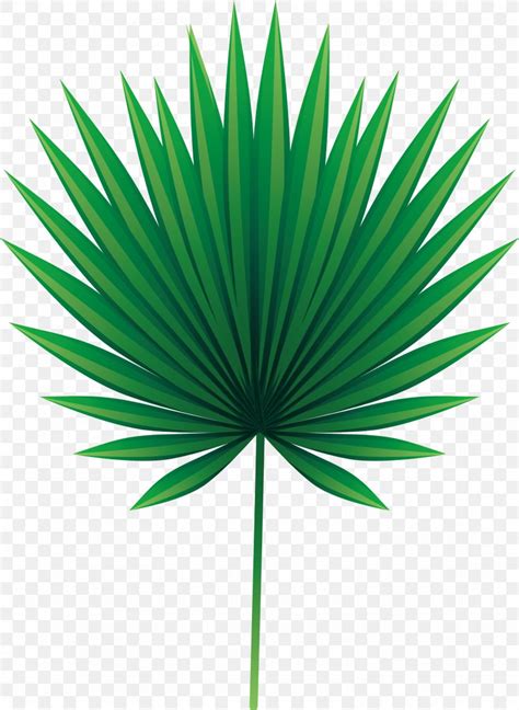 Leaf Arecaceae Asian Palmyra Palm Euclidean Vector PNG 1850x2532px