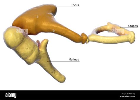 Stapes Bone Size