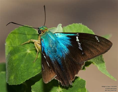 Saltarina relámpago azul de dos barras Lepidoptera NaturaLista Mexico