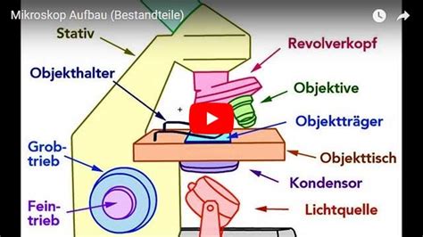 Das Mikroskop Lichtmikroskop Net