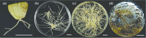 Agrobacterium Rhizogenes Mediated Hairy Root Culture In Gentiana Download Scientific Diagram