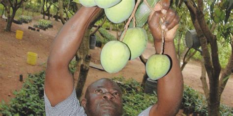 Kenyan Farmers Earn A Furtune From Mango Farming Nation