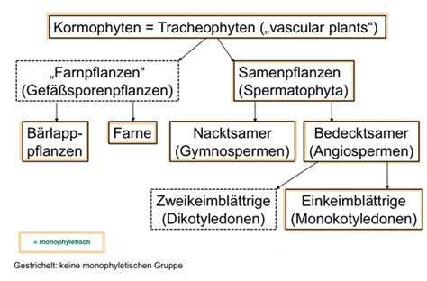 VL 6 Botanik Karteikarten Quizlet