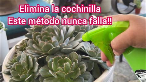 Elimina La Cochinilla De Tus Plantas Este M Todo Nunca Falla Youtube