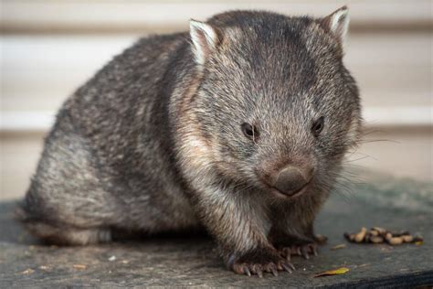 Wombat Day | Holiday | Checkiday.com