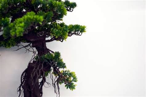 Come Si Cura Il Ficus Bonsai Mondo Bonsai