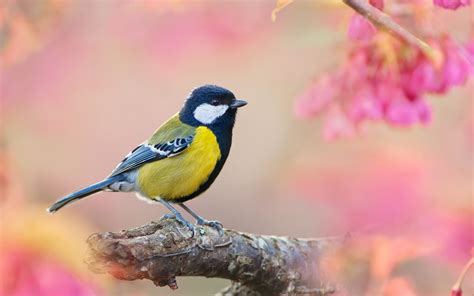 Spring Birds Wallpapers Wallpaper Cave