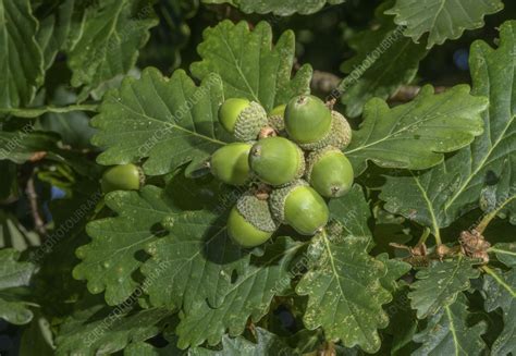 Cluster of sessile oak (Quercus petraea) acorns - Stock Image - C057 ...