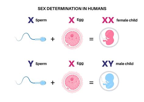 Premium Vector Sex Determination In Humans Male And Female Sperm And