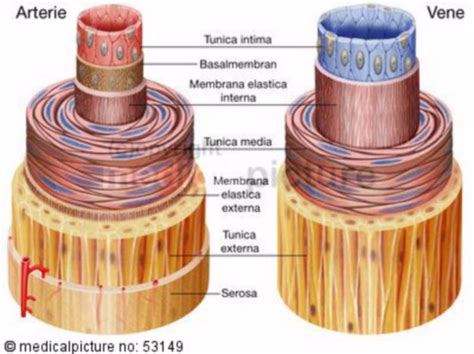 Artery and vein - Wall structure (labelled) - DocCheck