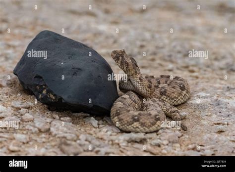 Saharan Horned Viper Cerastes Cerastes Snake In The Sand In The Namib