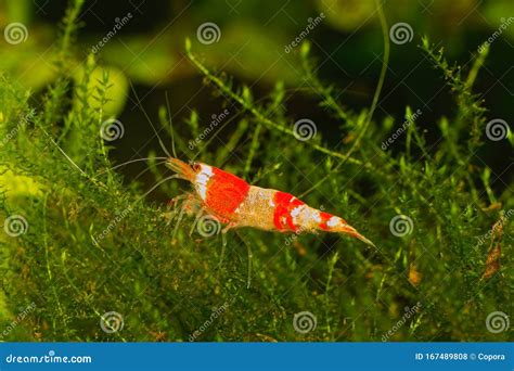 Red Crystal Shrimp Caridina Cantonensis In Freshwatera Aquarium Stock