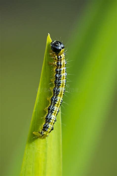 Box Tree Moth Caterpillar Cydalima Perspectalis Closeup Stock Image